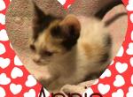 Annie - Munchkin Cat For Sale - FL, US