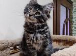 Nissan - Maine Coon Cat For Sale - Hollywood, FL, US