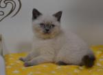 Frenky - Scottish Straight Cat For Sale - Hollywood, FL, US