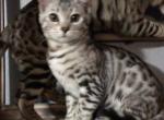 Amarras - Bengal Cat For Sale - St. Louis, MO, US