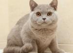 Plush Kiss Juno - British Shorthair Cat For Sale - Miami, FL, US