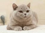 Plush Kiss Jalala - British Shorthair Cat For Sale - Miami, FL, US