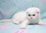 Fill - Scottish Fold Cat For Sale - Hollywood, FL, US