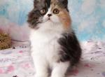 Kiara - Scottish Fold Cat For Sale - Hollywood, FL, US