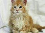 Nelson - Maine Coon Cat For Sale - Hollywood, FL, US