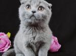 Kirsten - Scottish Fold Cat For Sale - Hollywood, FL, US