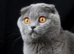 Cinderella - Scottish Fold Cat For Sale - Hollywood, FL, US