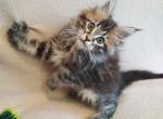 Zews - Maine Coon Cat For Sale - Hollywood, FL, US