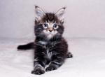 Plutus - Maine Coon Cat For Sale - Hollywood, FL, US