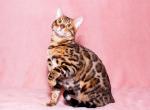 Merlin - Bengal Cat For Sale - Miami, FL, US