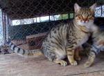 Dillon - Savannah Cat For Sale - 