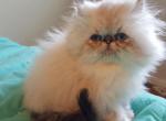 Seal lynx point kitten - Himalayan Cat For Sale - Satellite Beach, FL, US