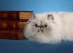 Bavette - Himalayan Cat For Sale/Retired Breeding - Satellite Beach, FL, US