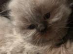 Chocolate Himalayan Male - Himalayan Cat For Sale - Biglerville, PA, US