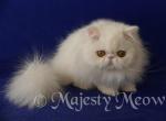 Armannie - Persian Cat For Sale - Yucca Valley, CA, US