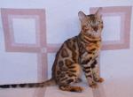 Humer - Bengal Cat For Sale - Miami, FL, US