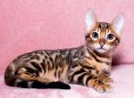 Lepesay - Bengal Cat For Sale - Miami, FL, US