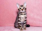 Lausanna - Bengal Cat For Sale - Miami, FL, US