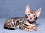 Bengul - Bengal Cat For Sale - Miami, FL, US