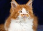 Autumn - Maine Coon Cat For Sale - Hollywood, FL, US