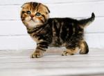 Face - Scottish Fold Cat For Sale - Hollywood, FL, US