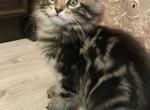 Duk - Maine Coon Cat For Sale - Hollywood, FL, US