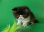 Ralfh - Persian Cat For Sale - Yucca Valley, CA, US