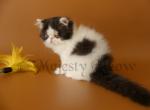 Filya - Persian Cat For Sale - Yucca Valley, CA, US