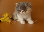 Shakira - Persian Cat For Sale - Yucca Valley, CA, US