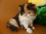 Jullieta - Persian Cat For Sale - Yucca Valley, CA, US