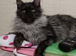 Kira - Maine Coon Cat For Sale - Hollywood, FL, US