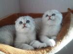 Clementina - Scottish Fold Cat For Sale - Hollywood, FL, US