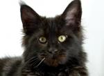 Van Dame - Maine Coon Cat For Sale - Hollywood, FL, US