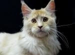 Under - Maine Coon Cat For Sale - Hollywood, FL, US