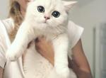 Lexus - British Shorthair Cat For Sale - Miami, FL, US