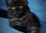 Mikhael - Maine Coon Cat For Sale - Hollywood, FL, US