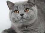 Ocean - British Shorthair Cat For Sale - Miami, FL, US