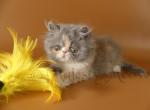 Dana - Persian Cat For Sale - Yucca Valley, CA, US