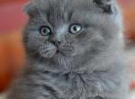 Kim - Scottish Fold Cat For Sale - Hollywood, FL, US