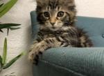 Medellin black tiger marble Maine Coon - Maine Coon Cat For Sale - Hollywood, FL, US