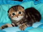 Disney - Scottish Fold Cat For Sale - Hollywood, FL, US