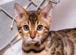 Businka - Bengal Cat For Sale - Miami, FL, US