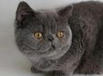 Amulet - Exotic Cat For Sale - Miami, FL, US