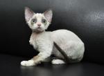 Siberika - Devon Rex Cat For Sale - Miami, FL, US