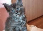 Yndigo - Maine Coon Cat For Sale - Hollywood, FL, US