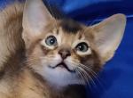 Icarys - Abyssinian Cat For Sale - Miami, FL, US