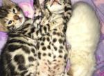 Daisy and Navarro - Bengal Cat For Sale - St. Louis, MO, US