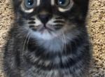 Raja & Watson - Bengal Cat For Sale - St. Louis, MO, US