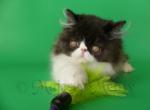 Simon - Persian Cat For Sale - Yucca Valley, CA, US