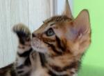 Vlasta - Bengal Cat For Sale - Miami, FL, US